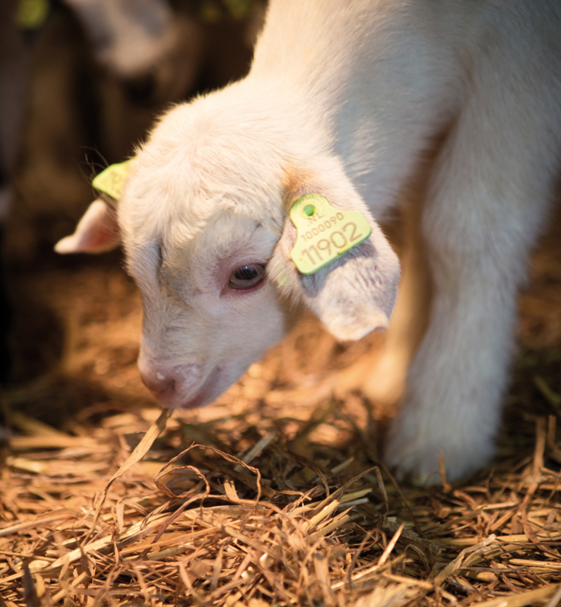 Jonge lammetjes
